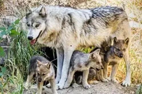 狼群在线视频,揭秘草原霸主的生活传奇